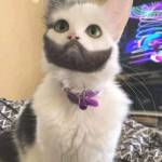 大漠赛猪