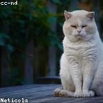 Wilson Jast