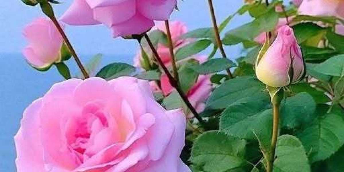 SKATE SHAVINGS -- Information and Notes towards Caps Early morning Skate