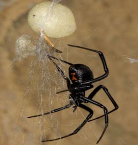 Blackwidow eggsac silk