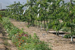 Sweet cherry orchard (PUCV Experiment Station, Quillota)