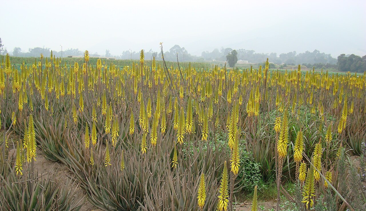 Aloe vera2