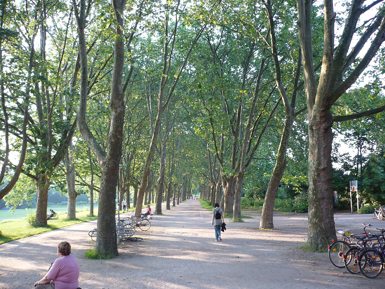 Alphons-Silbermann-Weg, Köln, Juni 2008