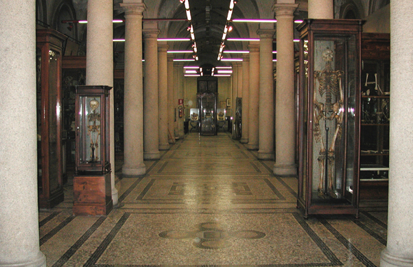Museoanatunito