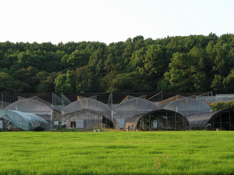 HZAU-Huahui Jidi